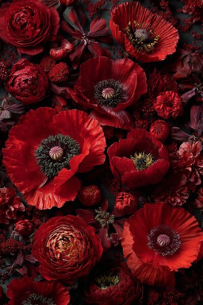 Crimson Poppy Blooms Botanical Print. poster