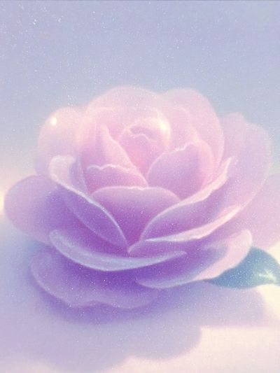 Dreamy Pink Rose Print. poster print