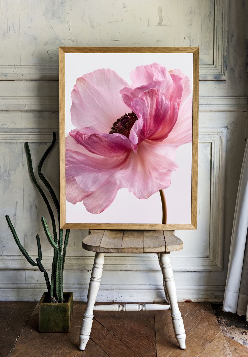 Pink Anemone Botanical Print. — room view 1