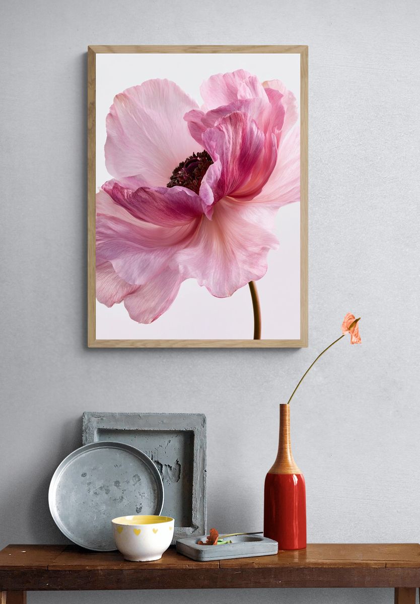 Pink Anemone Botanical Print. — room view 3