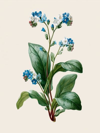 Blue Forget-Me-Not Botanical Poster. poster
