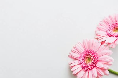 Single light pink Gerbera daisy. poster print