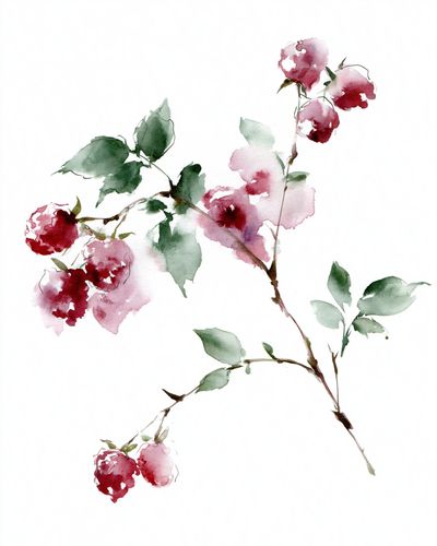 Watercolor Cherry Blossom Botanical Poster. poster
