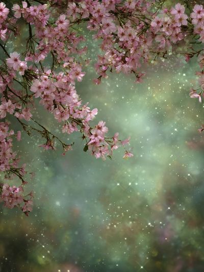 Cherry Blossom Dreamscape Print. poster print