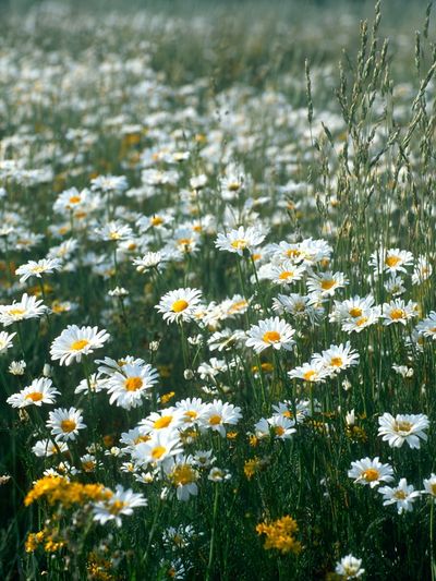 Wild Daisy Meadow Photography Poster. poster print