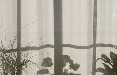 Shadow window frame plants pots. poster print