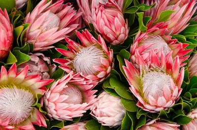 Originally South Africa, lush protea. poster print