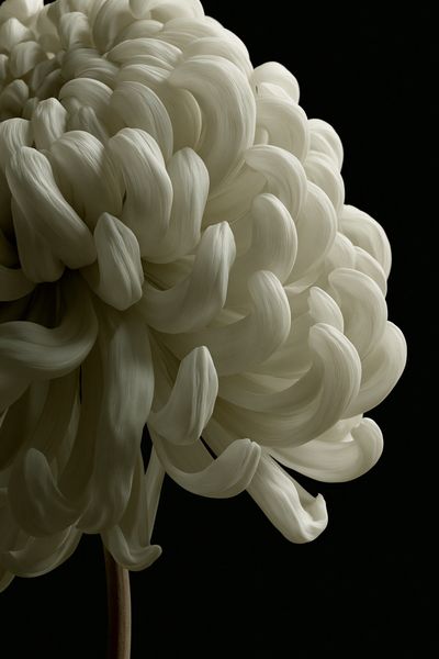 White Chrysanthemum Photography Poster. poster
