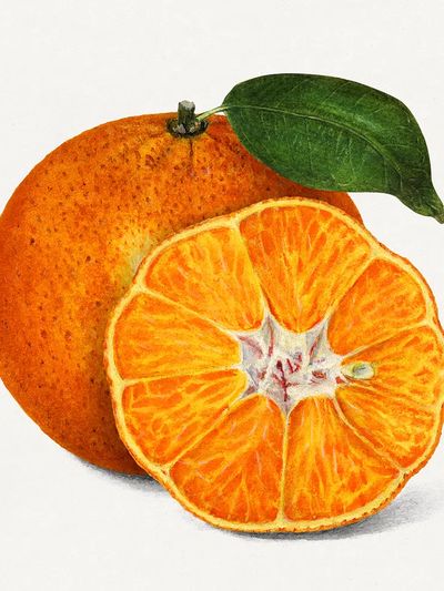 Delicious orange tangerine illustration. Digitally. poster print