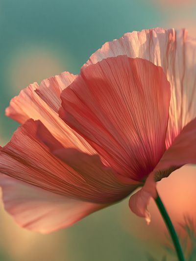 Pink Poppy Bloom Photography Poster. poster print