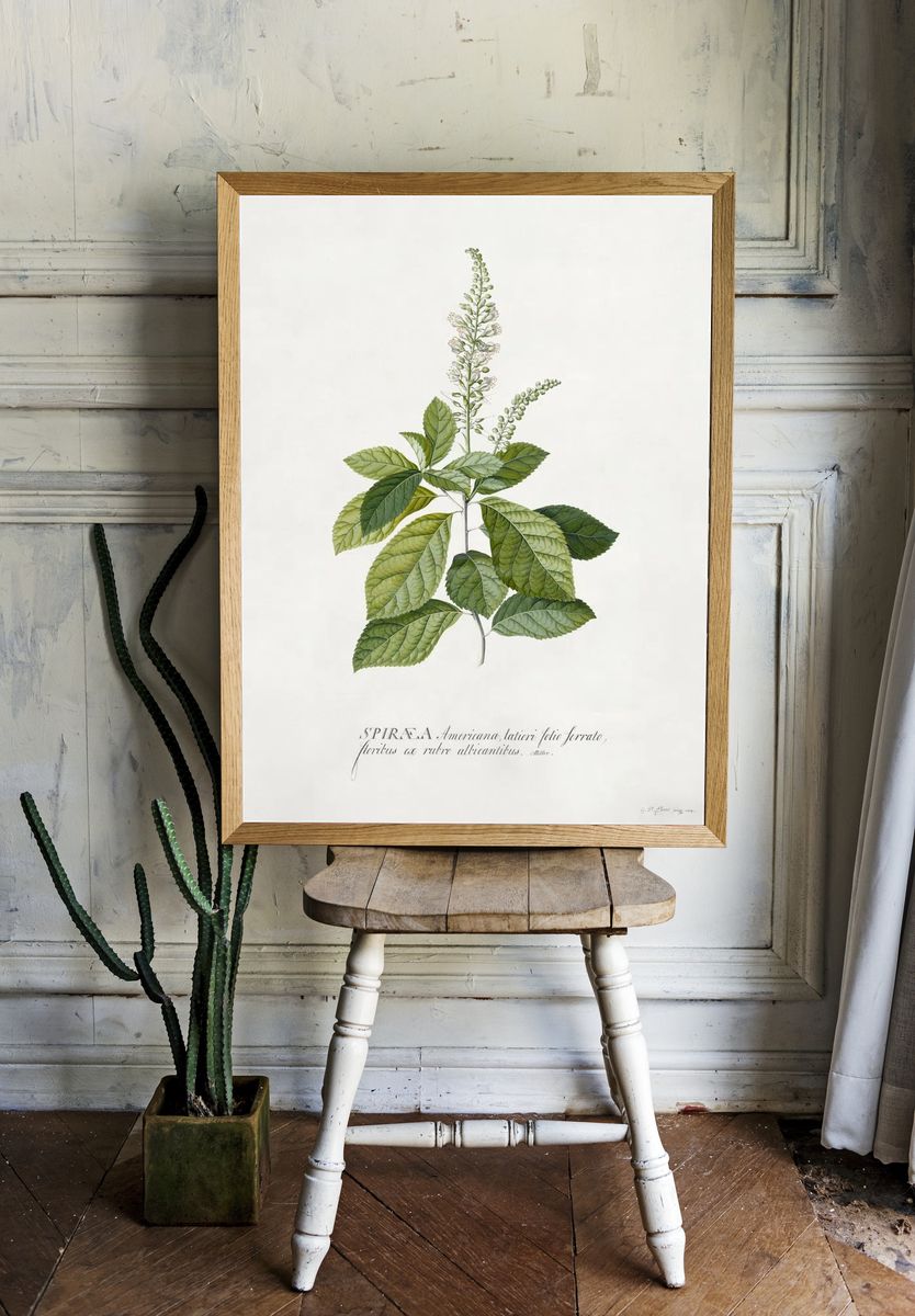 Cinnamomum illustration high resolution Georg room preview
