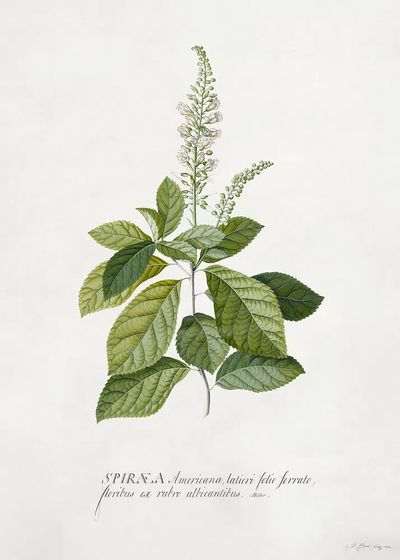 Cinnamomum illustration high resolution Georg.