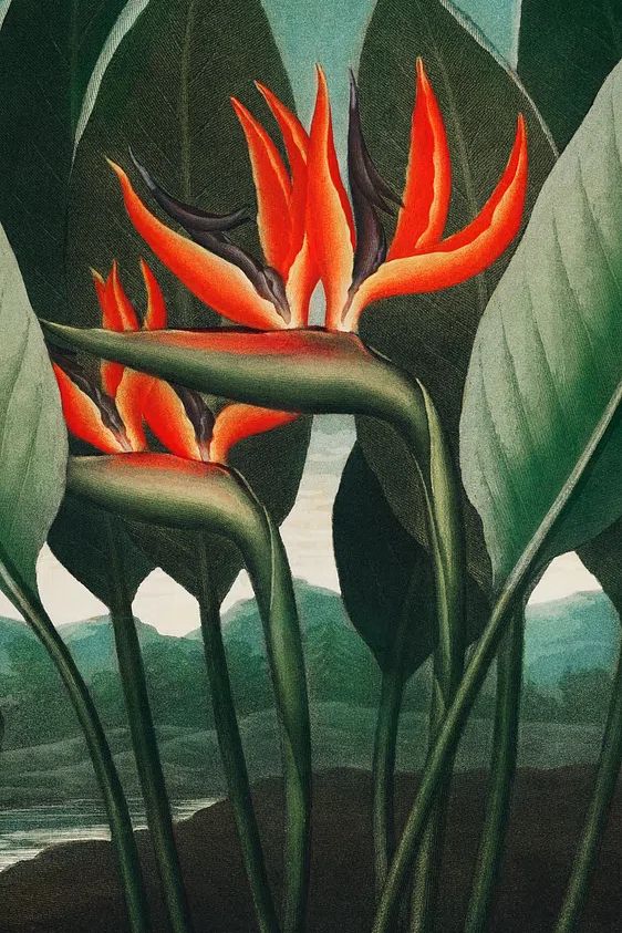 Bird of Paradise Botanical Print. poster detail