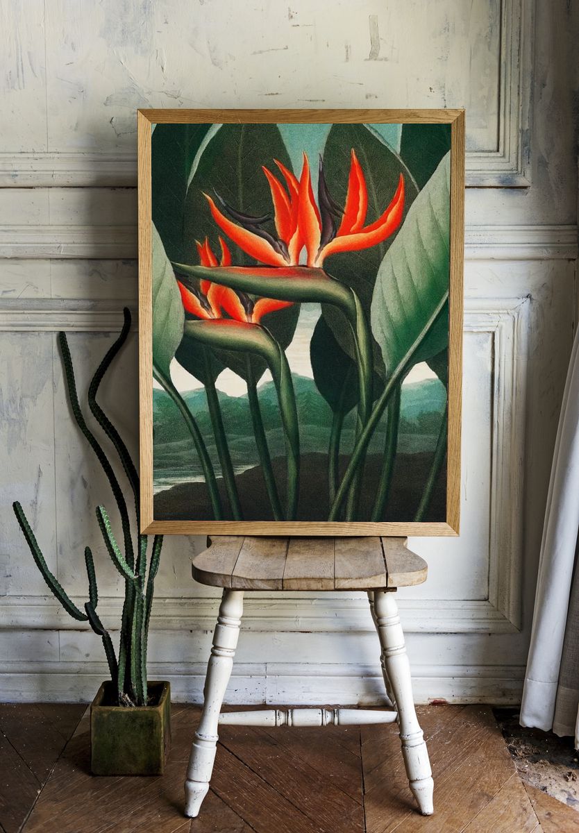 Bird of Paradise Botanical Print room preview