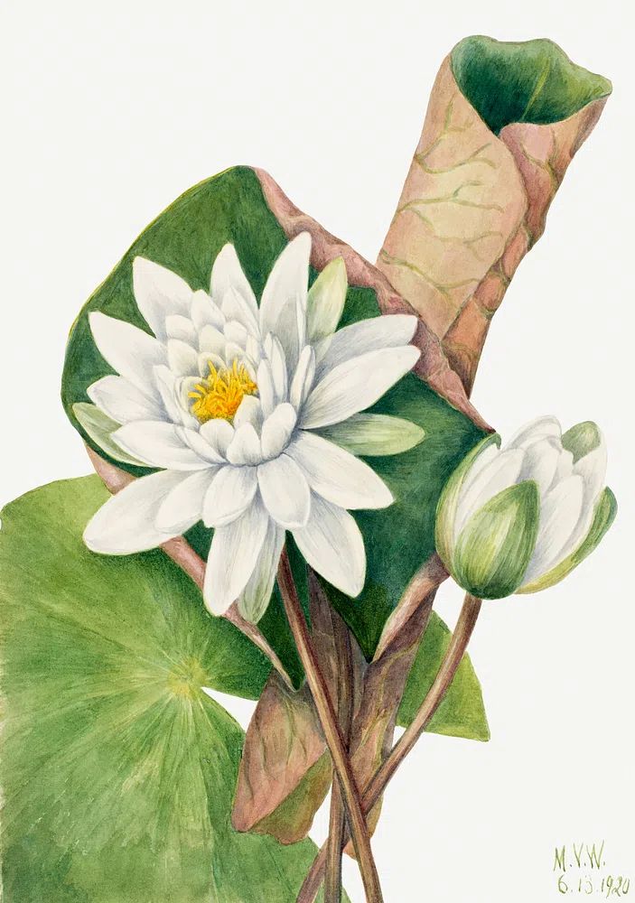 American Waterlily (Castalia odorata) (1920). poster detail