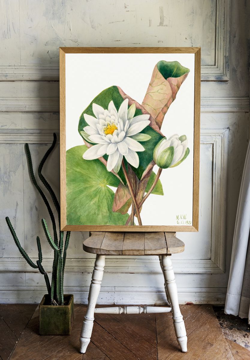 American Waterlily (Castalia odorata) (1920) room preview