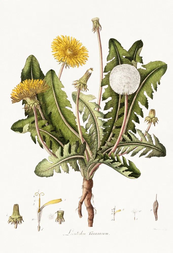 Dandelion (1777-1798) vintage prints William. poster — botanical art
