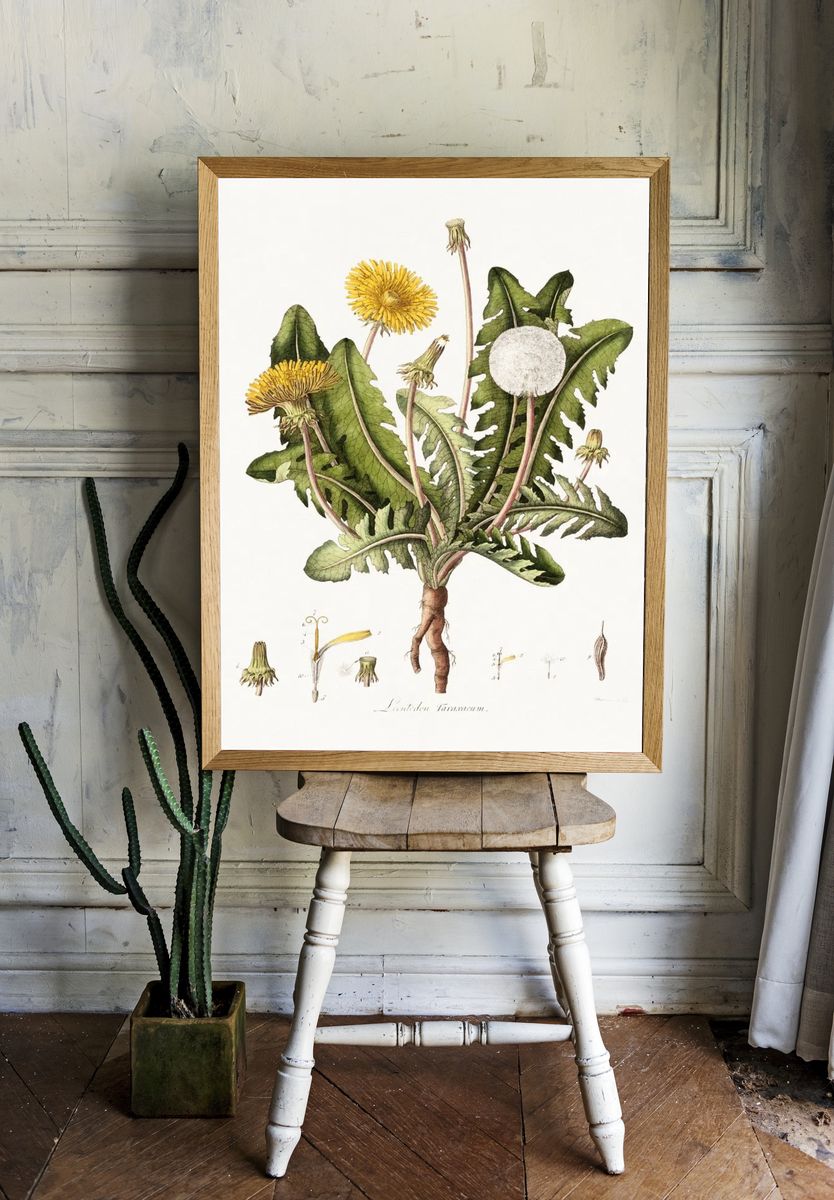 Dandelion (1777-1798) vintage prints William. — room view 1