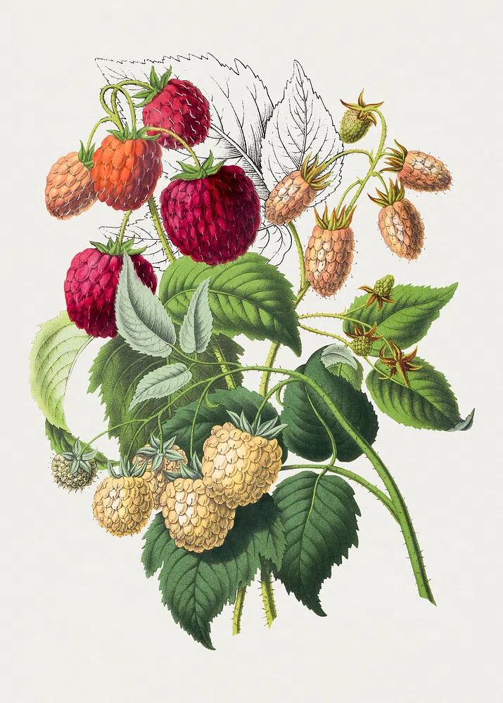 Vintage strawberry. Original Biodiversity Heritage. poster — botanical art