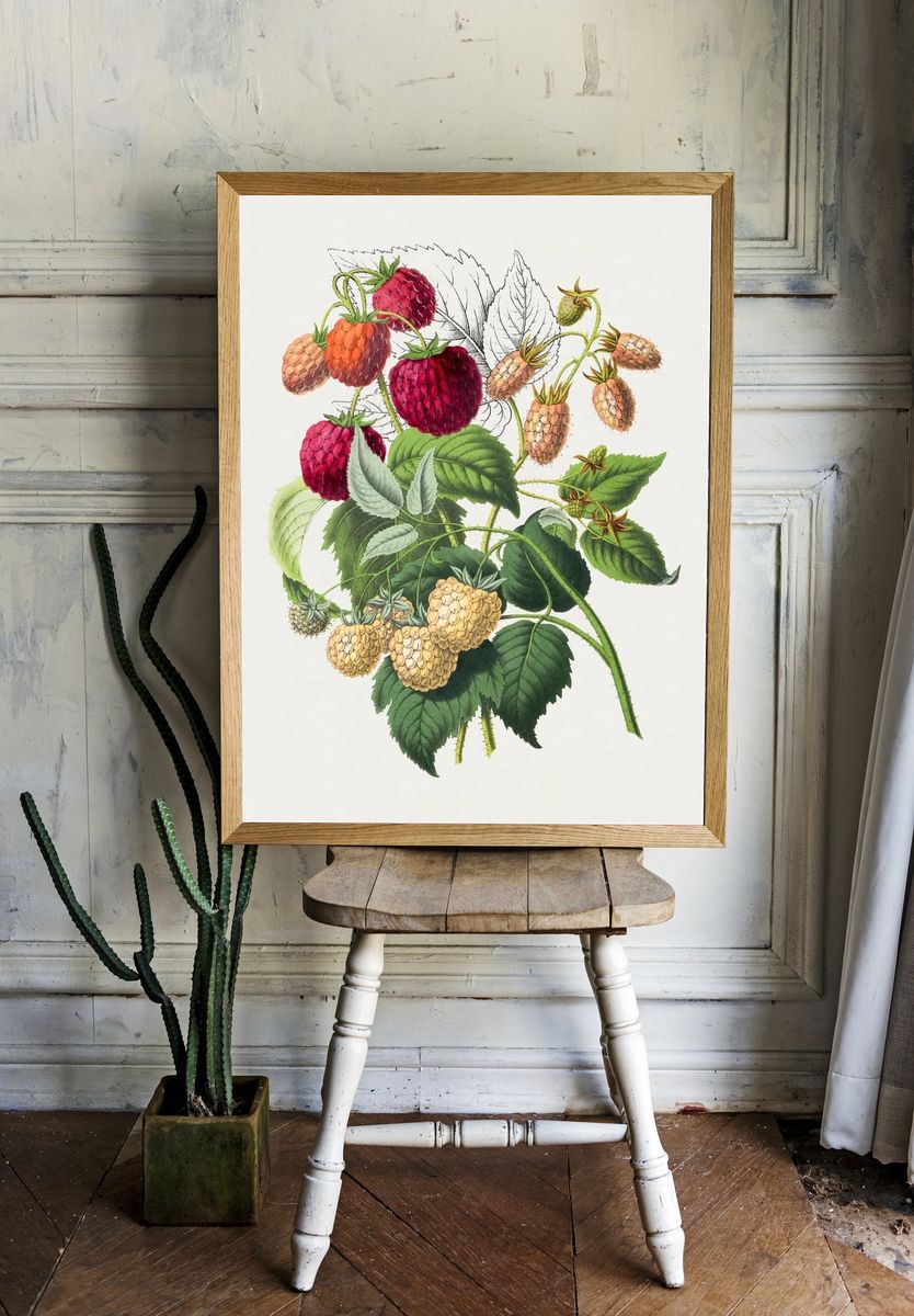 Vintage strawberry. Original Biodiversity Heritage. room preview