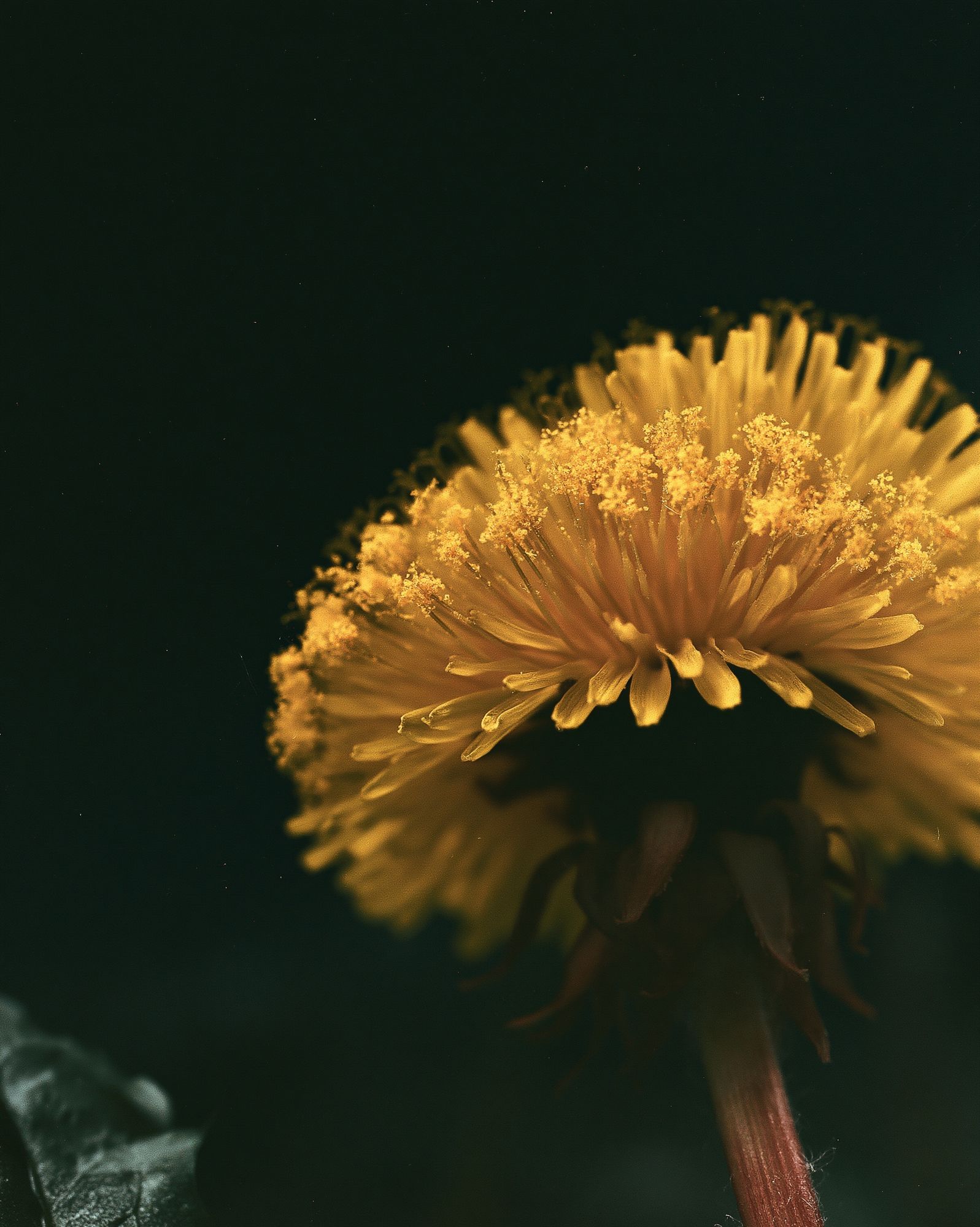Golden Dandelion Macro Photography Poster. poster — botanical art