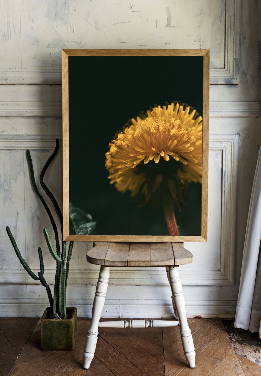 Golden Dandelion Macro Photography Poster. — room view 1