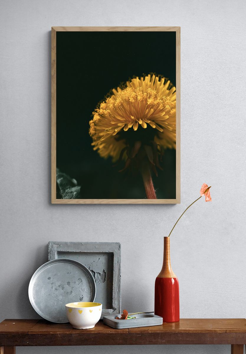Golden Dandelion Macro Photography Poster. — room view 3