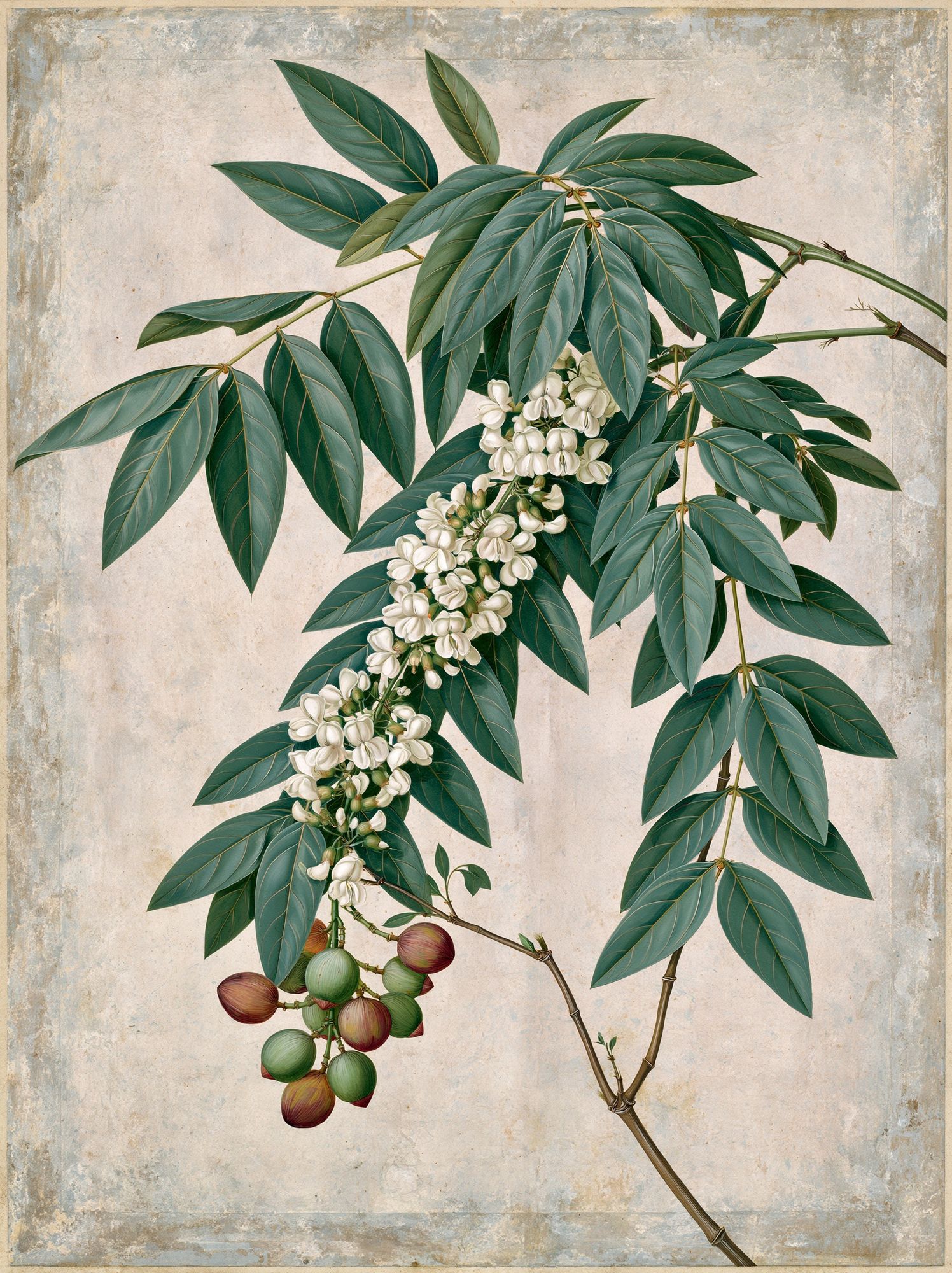 Botanical Branch Study Print. poster detail