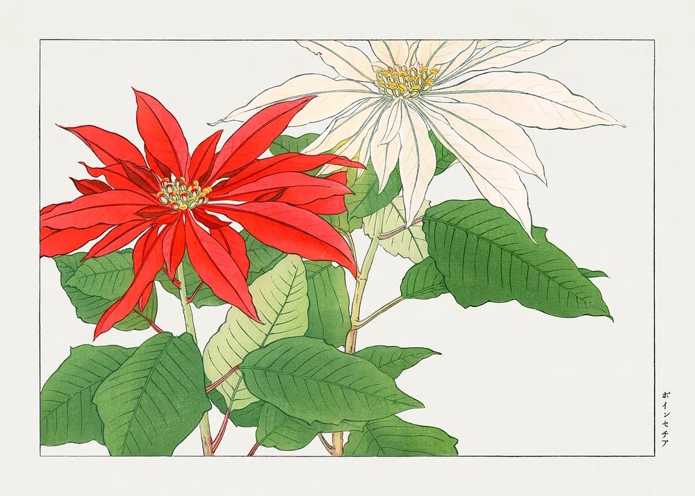 Poinsettia Botanical Illustration Poster. poster — botanical art