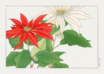 Poinsettia Botanical Illustration Poster. poster print
