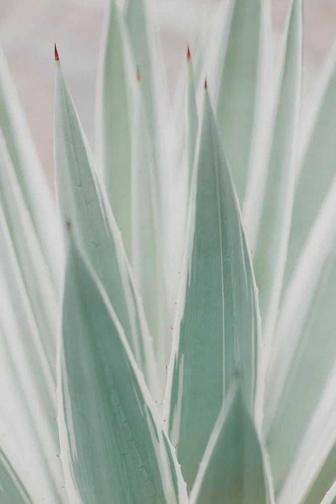 Close Sansevieria plant. poster detail