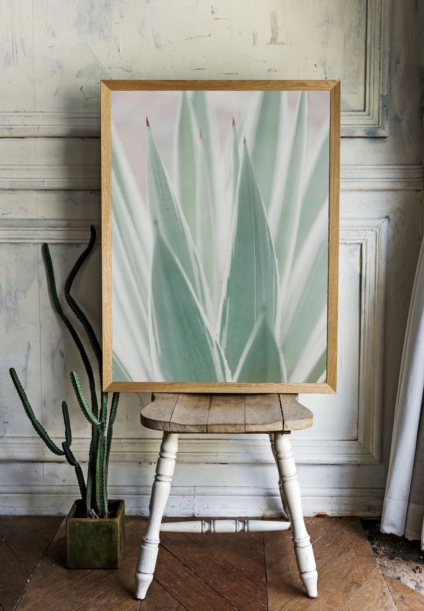 Close Sansevieria plant. — room view 1