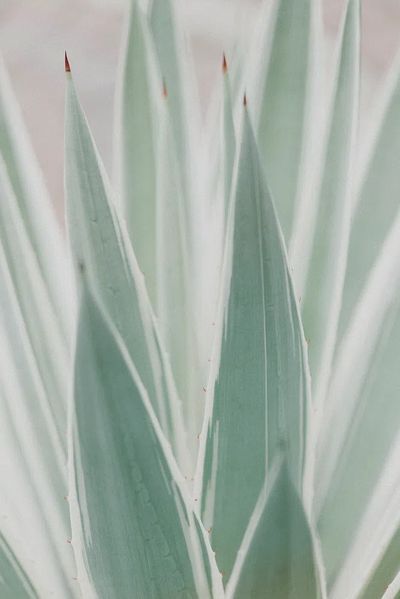 Close Sansevieria plant.