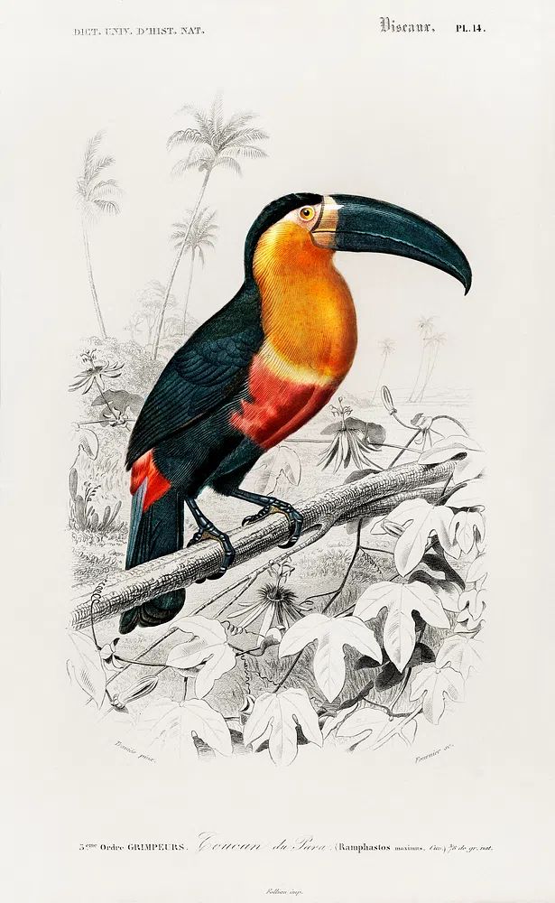 Toucan (Ramphastos) illustrated Charles Dessalines. poster — botanical art