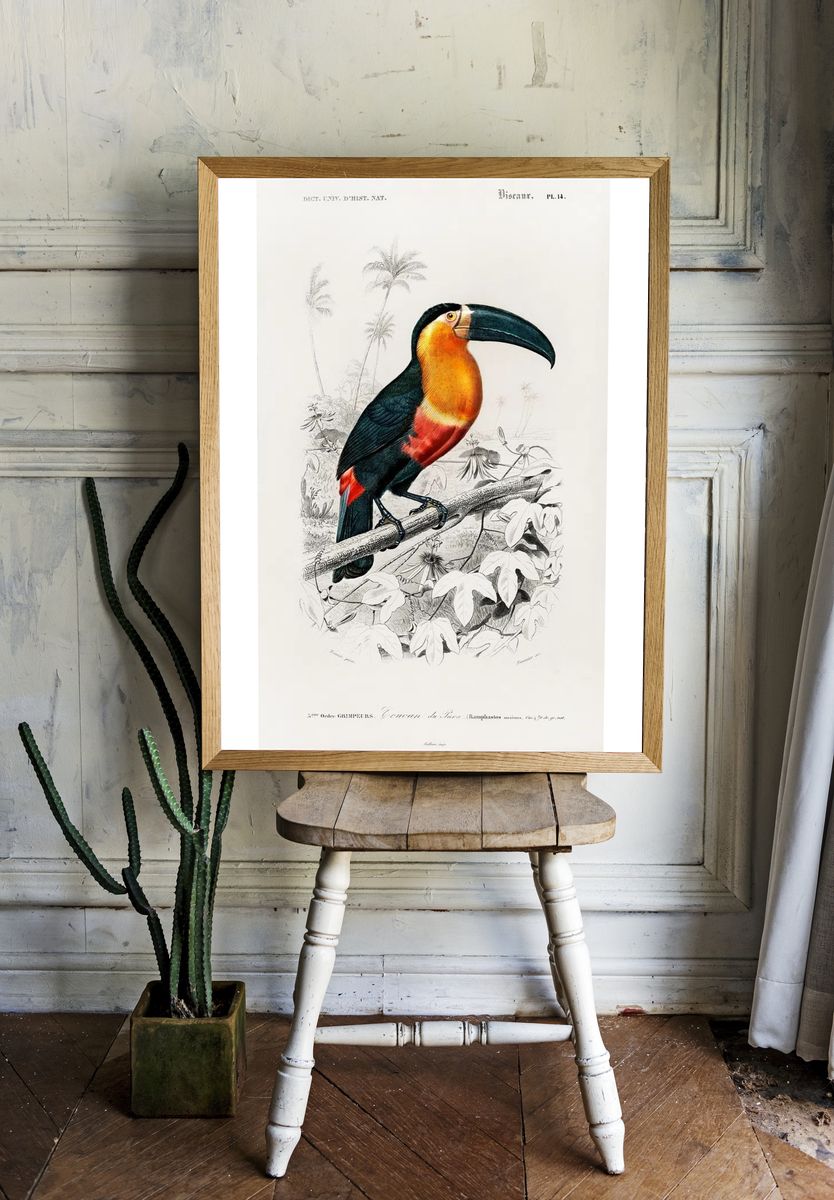 Toucan (Ramphastos) illustrated Charles Dessalines room preview