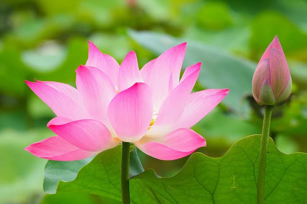 Pink Lotus Bloom Nature Print. poster detail