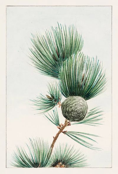 Gayo matsu pine 1870–1880 Megata.