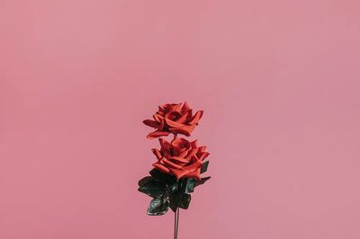 Beautiful red rose valentines day. poster print