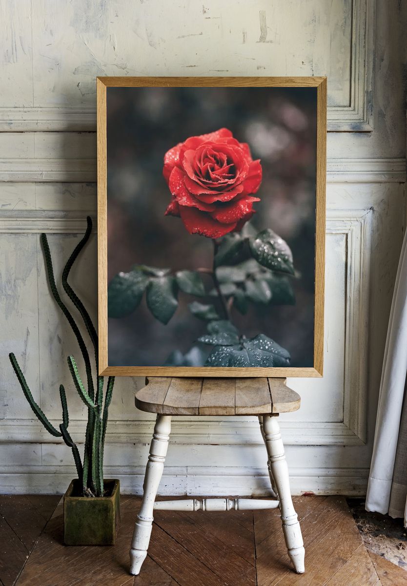 Close-up red rose its petals. — room view 1