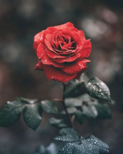 Close-up red rose its petals. poster print