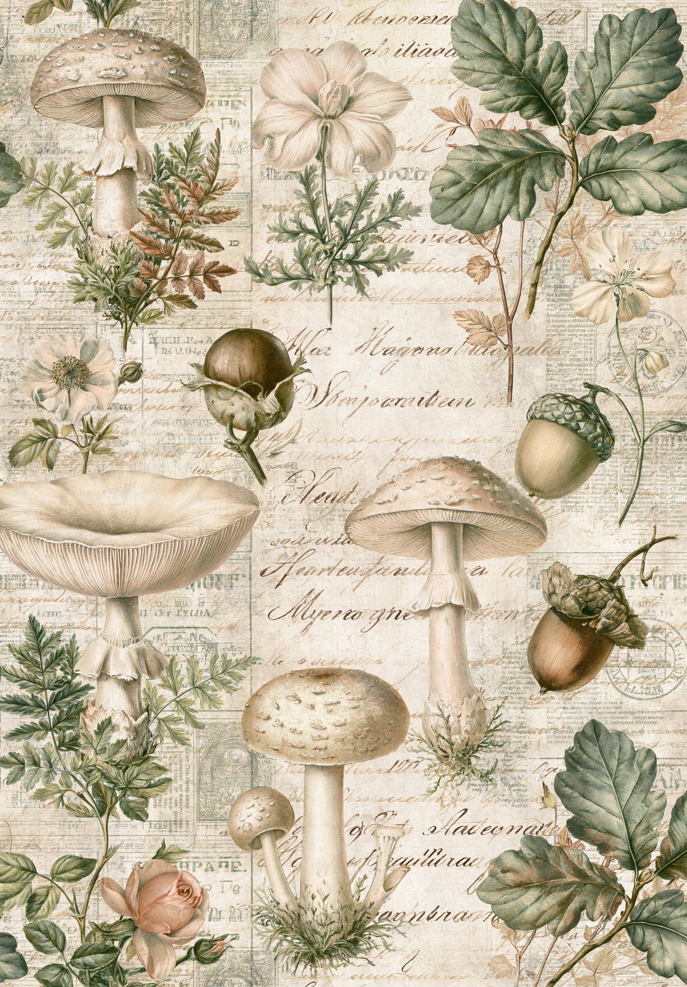 Vintage Mushroom Botanical Print. poster detail