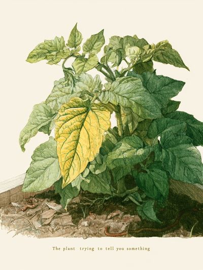 Wilting Plant Watercolor Poster.