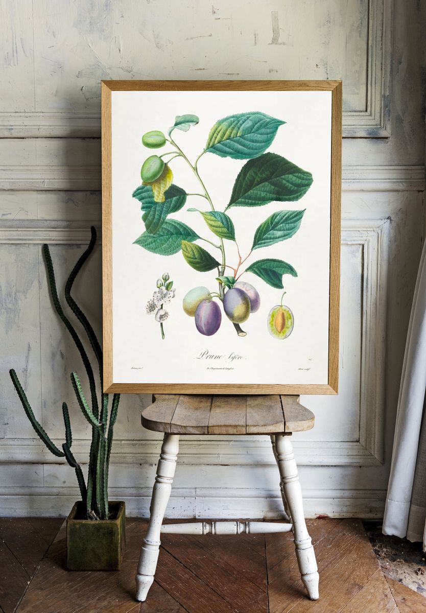 Traité des arbres fruitiers: Prune. room preview