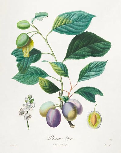 Traité des arbres fruitiers: Prune. poster print