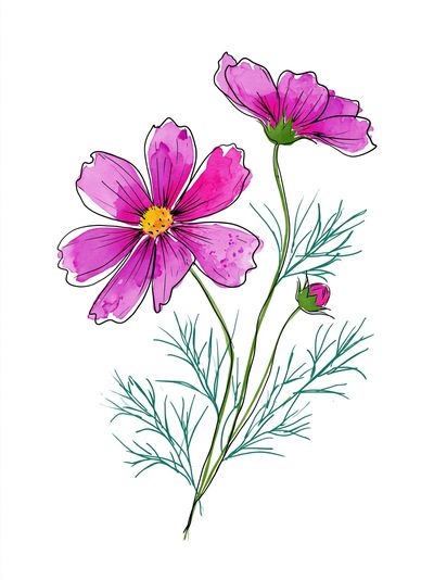 Pink Cosmos Botanical Print.