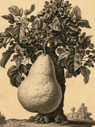 Pear Tree Botanical Print. poster