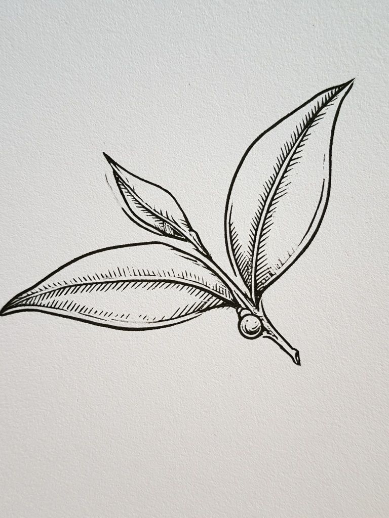 Botanical Leaf Sketch Print. poster — botanical art