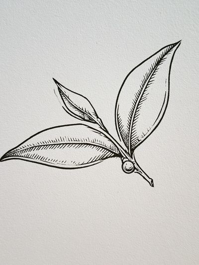 Botanical Leaf Sketch Print. poster