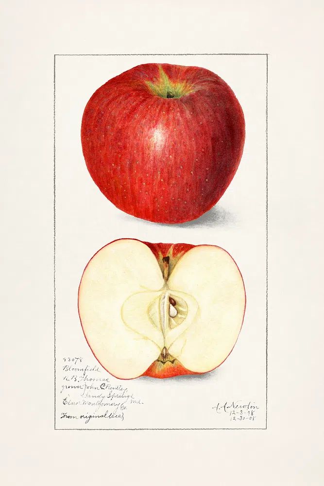 Apples (Malus Domestica) (1908) Amanda. poster — botanical art