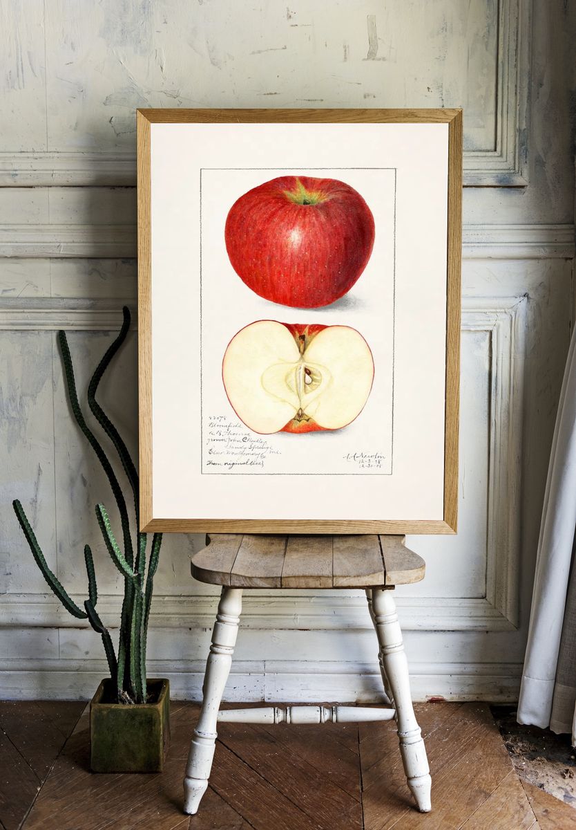 Apples (Malus Domestica) (1908) Amanda. — room view 1